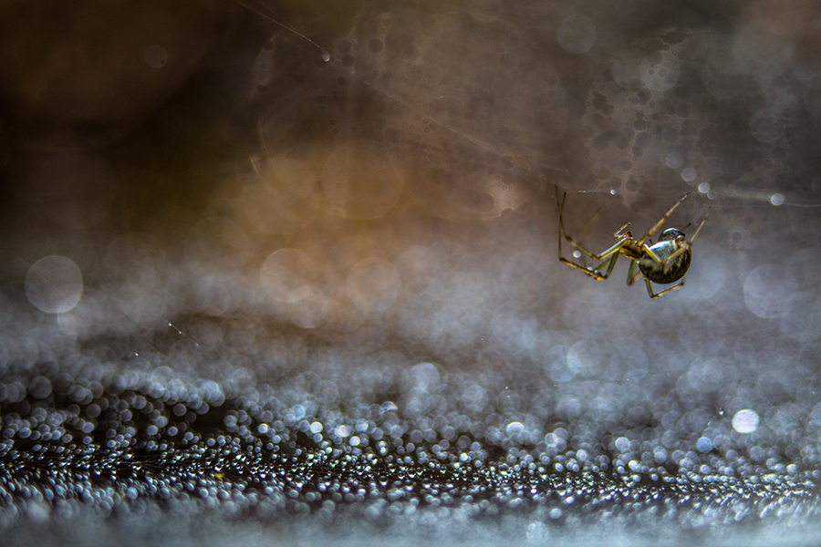 Invertebrates ragno