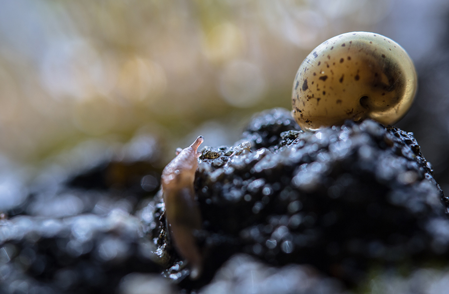 Invertebrates lumaca